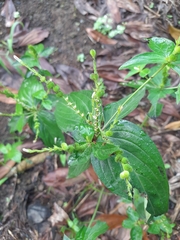 Spigelia