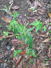 Spigelia