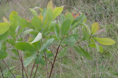 Terminalia brachystemma