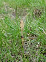 Equisetum arvense