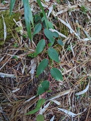 Gaultheria leucocarpa