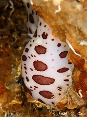 Peltodoris atromaculata