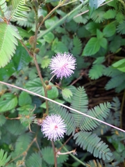 Mimosa pudica image