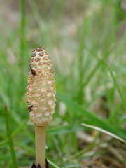 Equisetum arvense