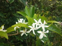Tabernaemontana catharinensis
