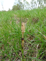 Equisetum arvense