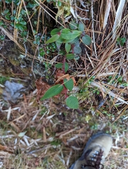 Gaultheria leucocarpa