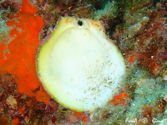 Spondylus gaederopus