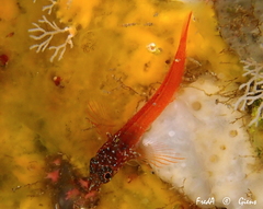 Tripterygion melanurus