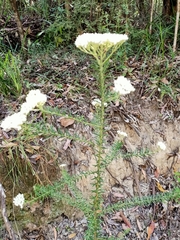 Ozothamnus diosmifolius