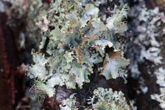 Platismatia glauca