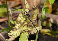 Eusynthemis aurolineata