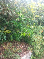 Tabernaemontana catharinensis