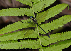 Eusynthemis aurolineata