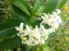 Tabernaemontana catharinensis