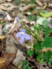 Lobelia trigonocaulis