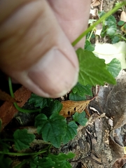 Lobelia trigonocaulis