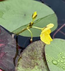 Utricularia foliosa