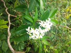 Tabernaemontana catharinensis