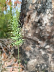 Echinopogon caespitosus