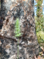 Echinopogon caespitosus