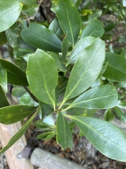 Magnoliopsida