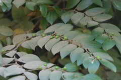 Ziziphus oenopolia
