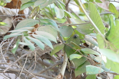 Ziziphus oenopolia