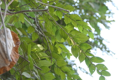 Ziziphus oenopolia