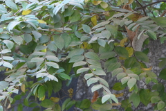 Ziziphus oenopolia