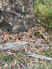 Echinopogon caespitosus