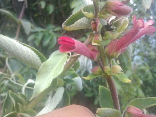 Sinningia warmingii