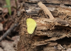 Eurema