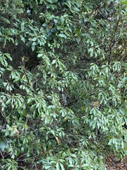 Magnoliopsida