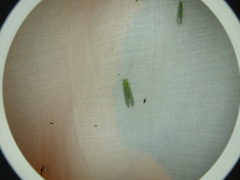 Apertochrysa edwardsi