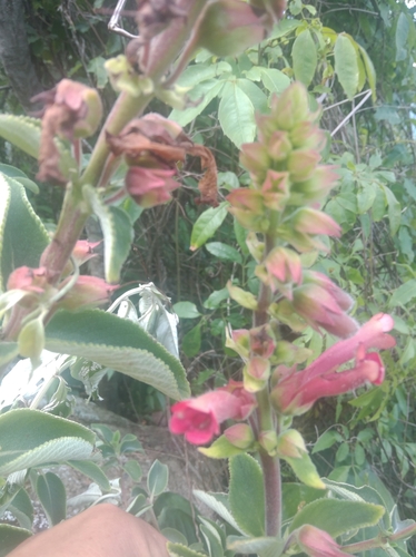 Sinningia warmingii