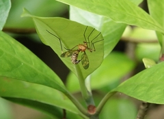 Sciaroidea