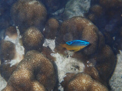 Chrysiptera unimaculata