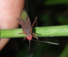 Leptocoris