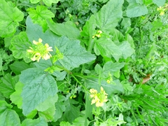 Rhamphospermum arvense