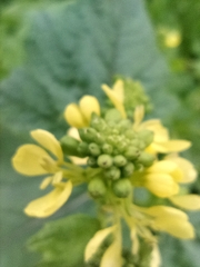 Rhamphospermum arvense