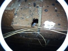 Drymaplaneta semivitta