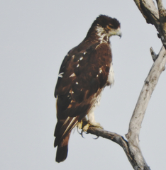 Aquila spilogaster