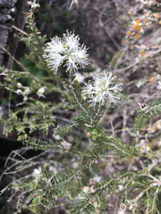 Melaleuca halmaturorum