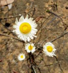 Chrysocephalum baxteri