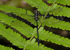 Eusynthemis aurolineata