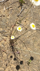 Chrysocephalum baxteri