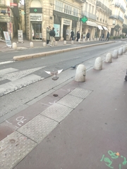 Columba livia domestica