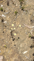 Chrysocephalum baxteri