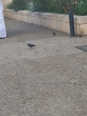 Columba livia domestica